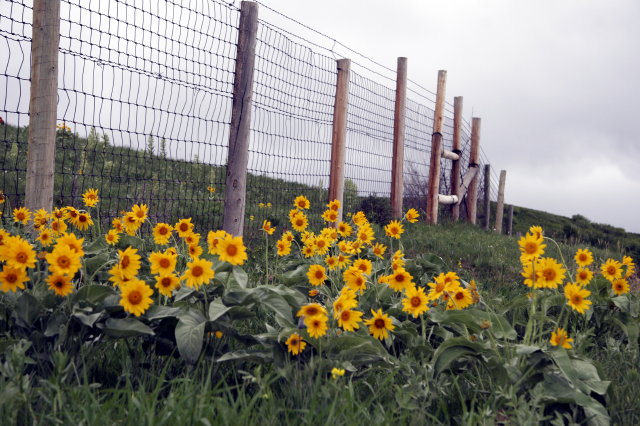 fenceandflowers.jpg